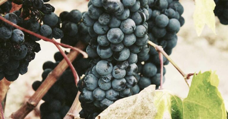 Ilustração sobre A Practical Guide to Choosing the Right Quantum SDK