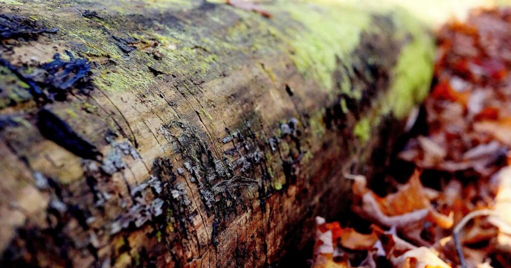 Ilustração sobre AI Overviews no Gmail