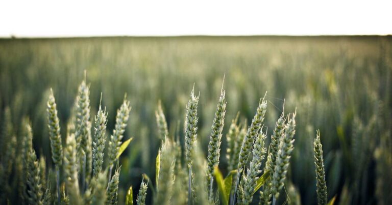 Ilustração sobre Allbirds e AI