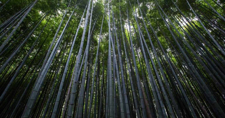 Ilustração sobre ALTK-Evolve: Aprendizado em Serviço