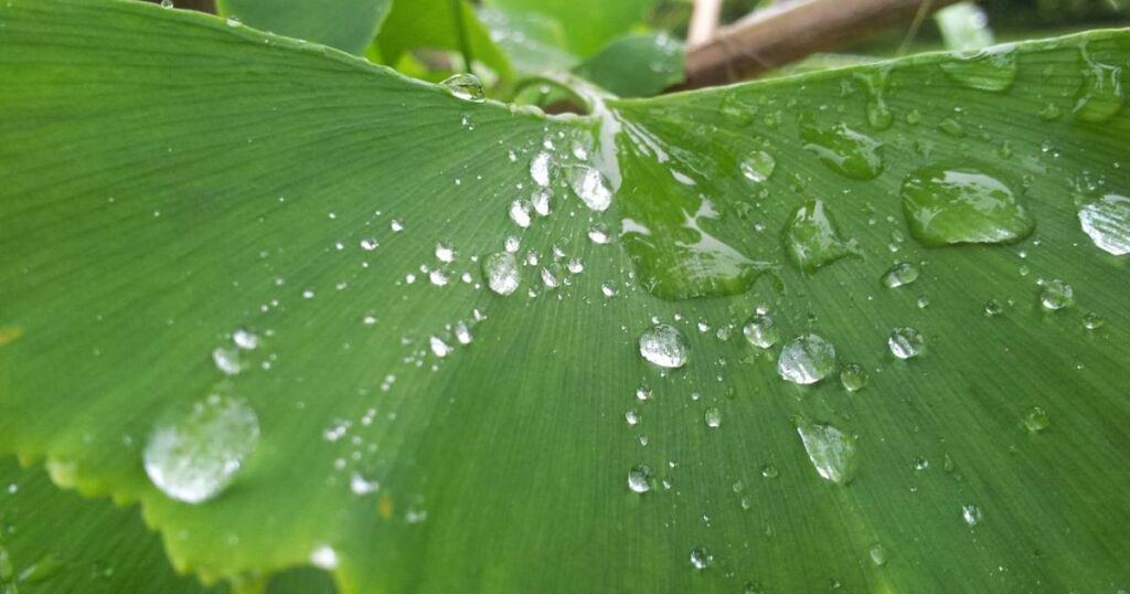 Ilustração sobre DeepL Traduz Voz