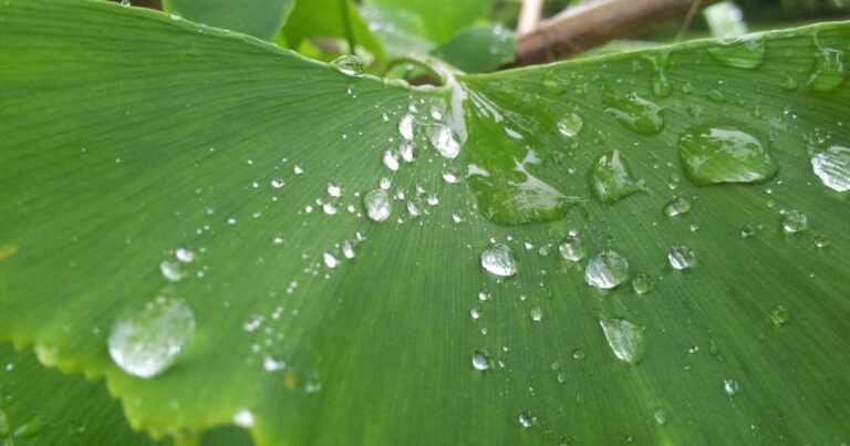 Ilustração sobre DeepL Traduz Voz