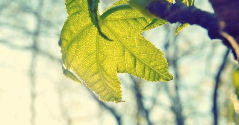 Ilustração sobre Florida AG anuncia investigação sobre OpenAI após tiroteio envolvendo ChatGPT