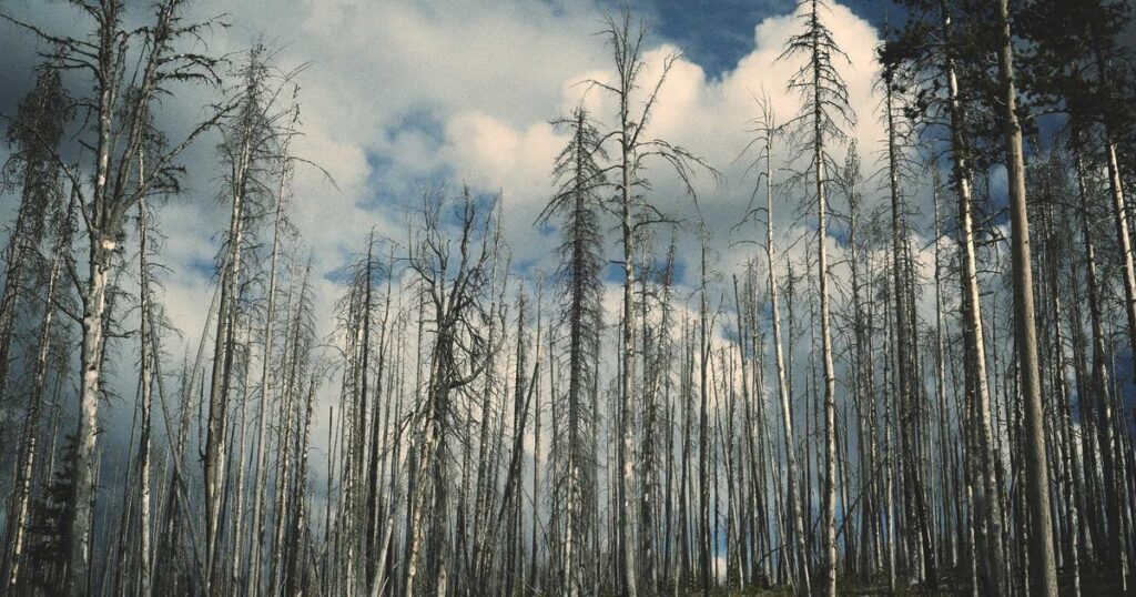 Ilustração sobre Gizmo: O App de Aprendizado de IA