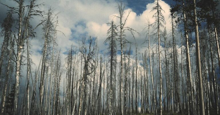 Ilustração sobre Gizmo: O App de Aprendizado de IA