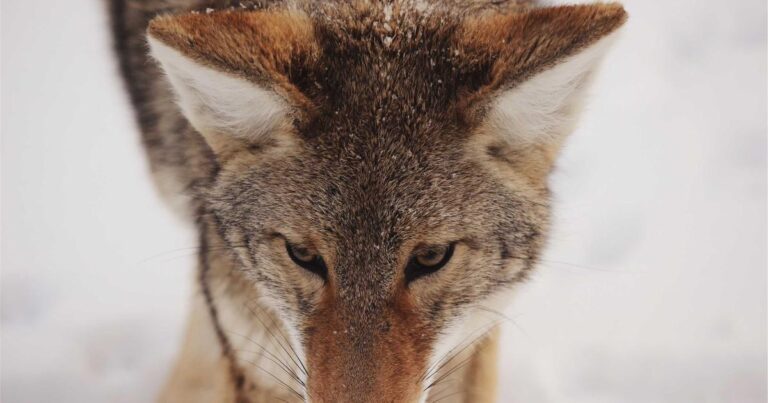 Ilustração sobre LinkedIn Data Mostra que AI Não é a Culpa da Declínio de Contratações… ainda