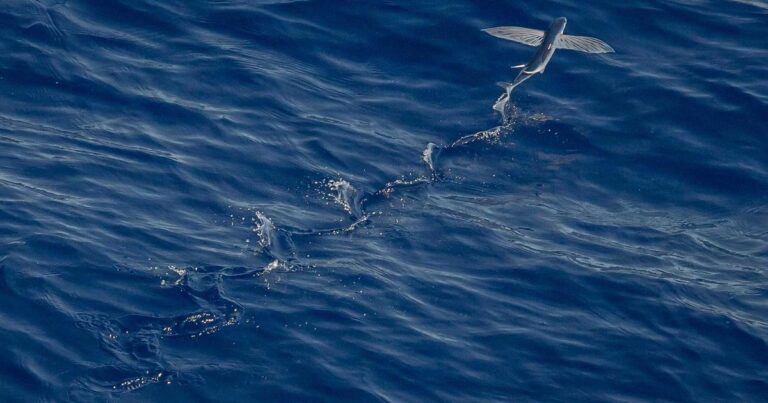 Ilustração sobre O Poder da Inteligência Artificial: Democratizando um dos Recursos Mais Valiosos da Tecnologia