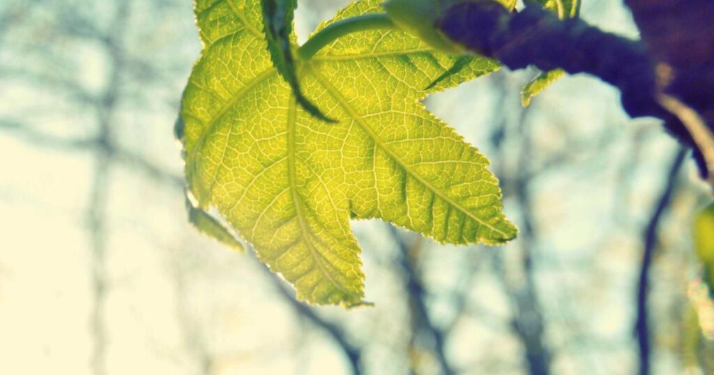 Ilustração sobre O Poder do Sonho em Cilindros: Entendendo a Técnica de Sonificar Cilindros