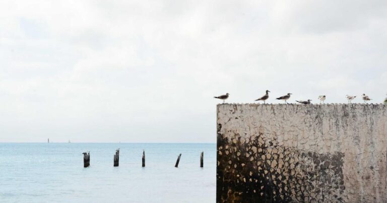 Ilustração sobre Robôs no Japão