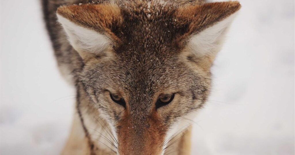 Ilustração sobre The LLM Gamble