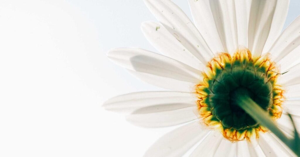 Ilustração sobre YouTube Expande Tecnologia