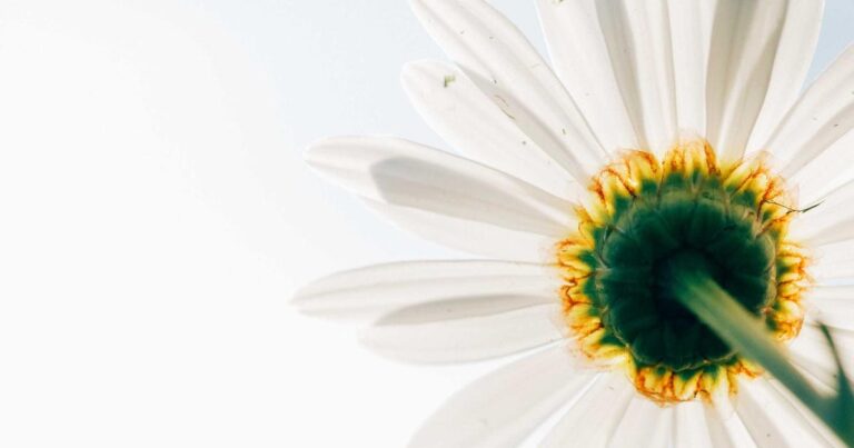 Ilustração sobre YouTube Expande Tecnologia