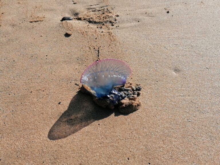 Physália ou caravela portuguesa, também “'''portuguese man-' - 2023-06-00 - Image 229119